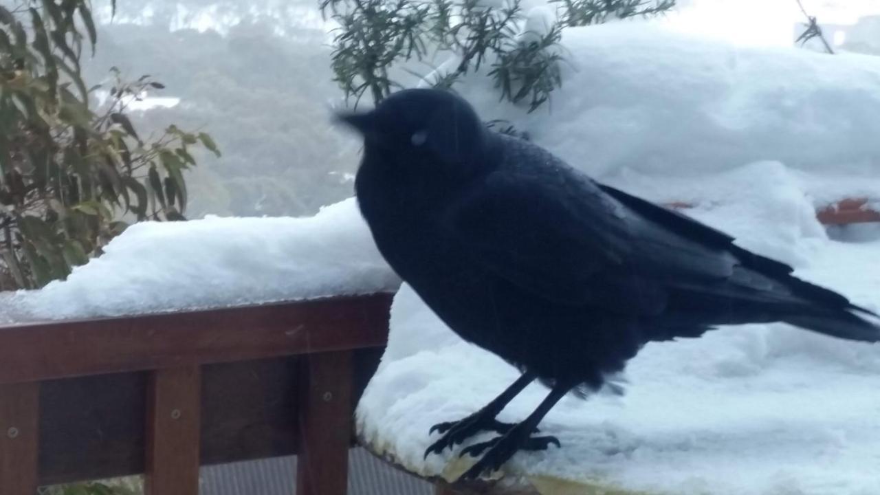 Aneeki Ski Lodge Thredbo Eksteriør bilde